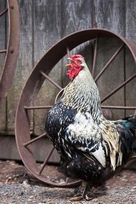 Read Online Cock-A-Doodle Doo: A Crowing Rooster Journal: 150 Page Lined Notebook/Diary -  file in PDF