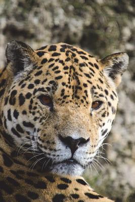 Download Say Hello to the Jaguar Journal: 150 Page Lined Notebook/Diary -  file in PDF