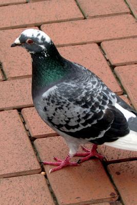 Download Spotted Dove Journal: 150 Page Lined Notebook/Diary -  file in ePub