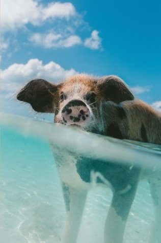 Read Cute Swimming Caribbean Pig: 150 page lined 6 x 9 notebook/diary/journal - Jl Designs | PDF