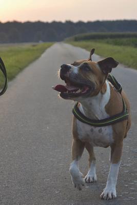 Read Online Say Hello to the Pitbull Terrier Journal: 150 Page Lined Notebook/Diary -  file in PDF