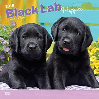 Full Download Black Labrador Retriever Puppies 2019 12 x 12 Inch Monthly Square Wall Calendar, Animals Dog Breeds Retriever Puppies (Multilingual Edition) -  | ePub