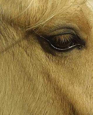 Read Horse Photo School Composition Book Equine Eye: Horse Photo Equine Covers Composition Books Notebooks (Notebook, Diary, Blank Book) -  | ePub